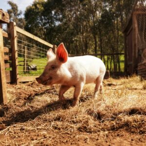 whole pasture raised hog (pre order)
