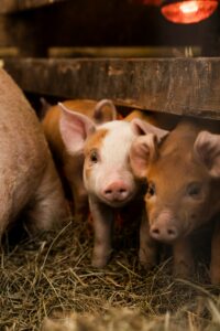 whole pasture raised hog (pre order)