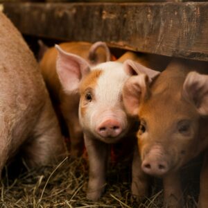 whole pasture raised hog (pre order)